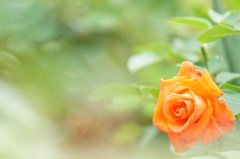 Rose illusion 6