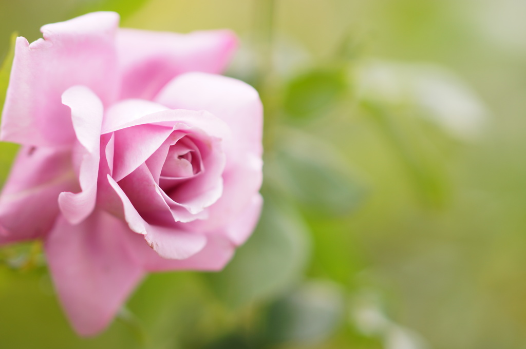 Rose illusion 4