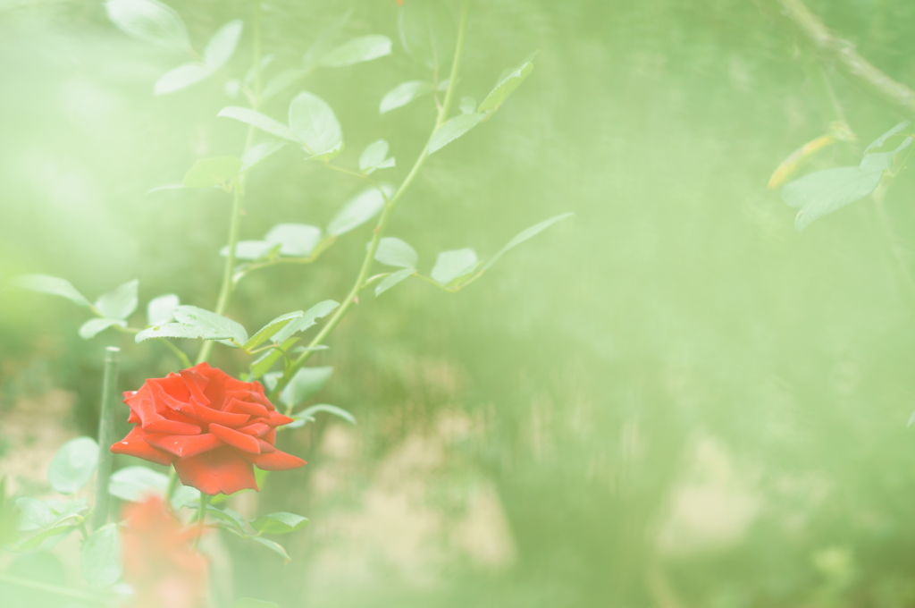 Rose illusion 5