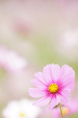 淡いピンクの世界