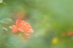 Rose illusion
