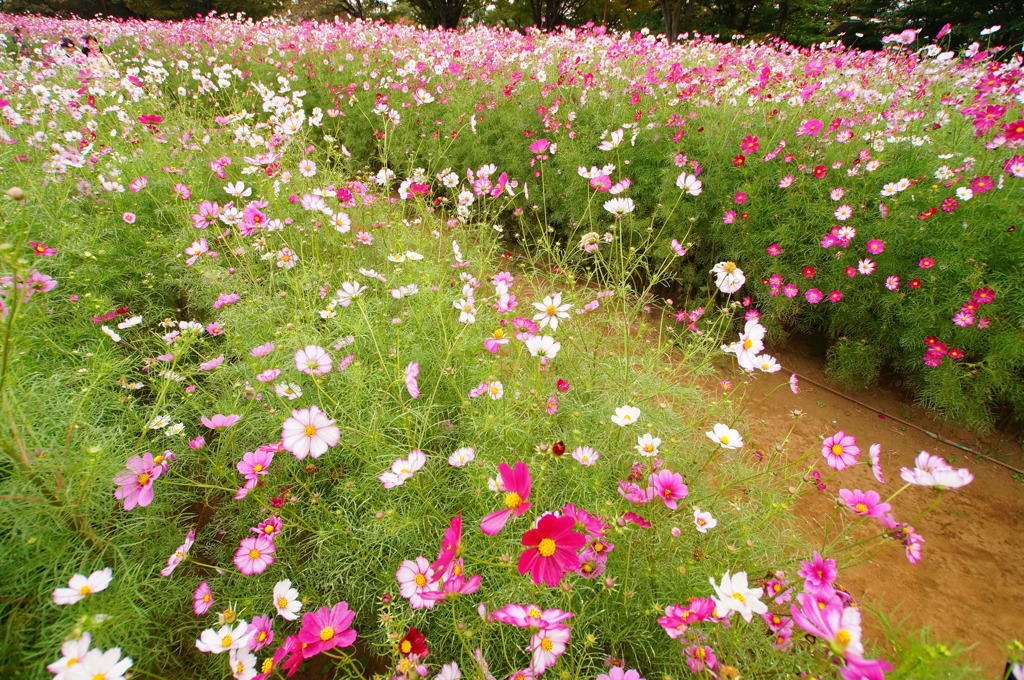 flower road