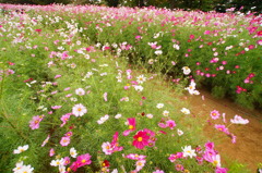 flower road
