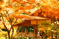 晩秋の六義園