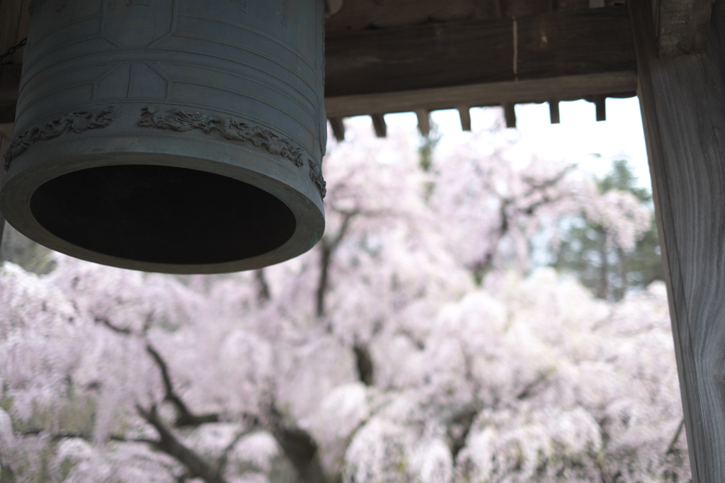 永泉寺のシダレ桜