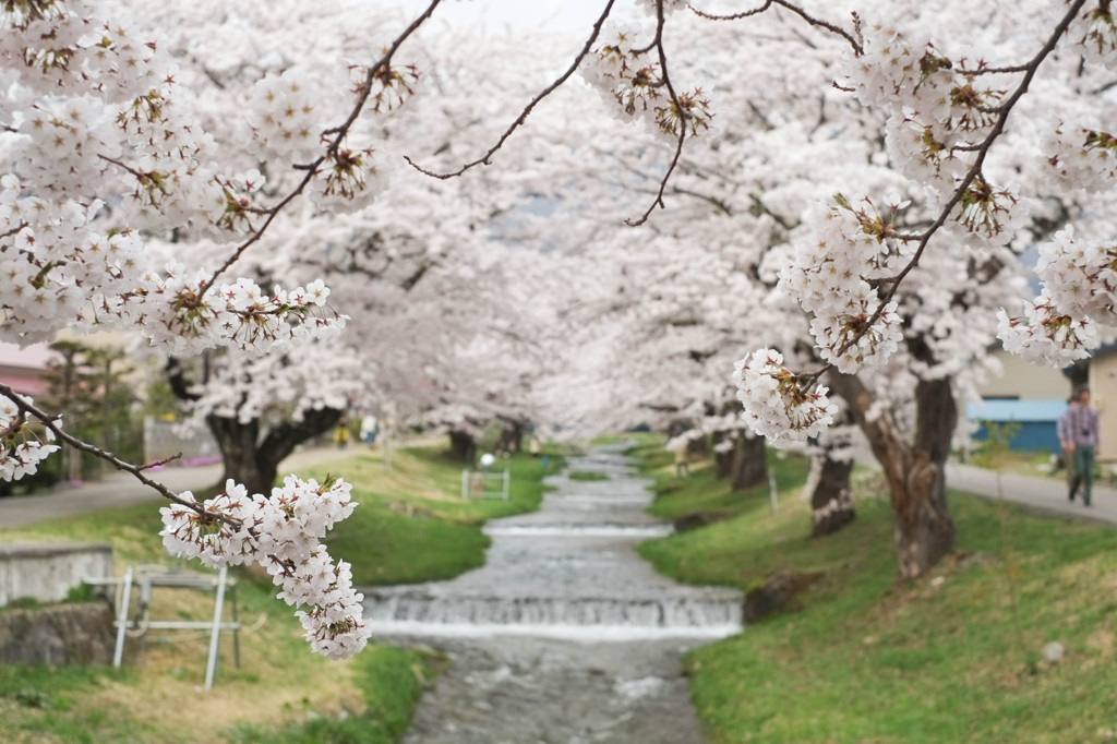 観音寺川　桜まつり　　その１