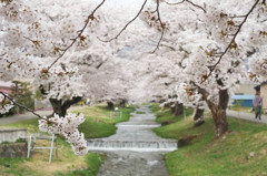 観音寺川　桜まつり　　その１