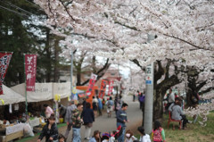 観音寺川　桜まつり　　露店の賑わい
