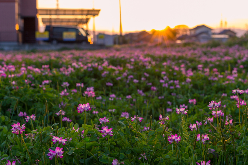 夕焼けと蓮華畑