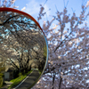 桜並木