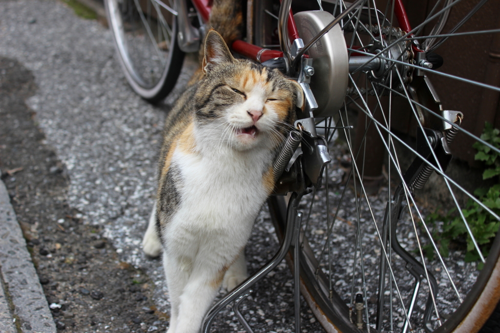 ねこ