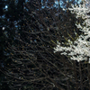 桜散