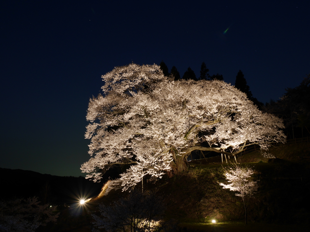 奈良県宇陀市　仏隆寺の桜