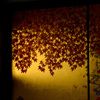 金の紅葉