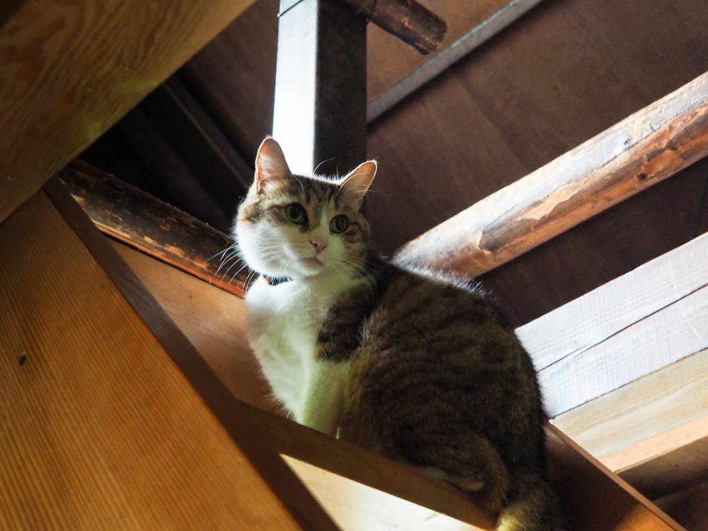 小さな小屋番