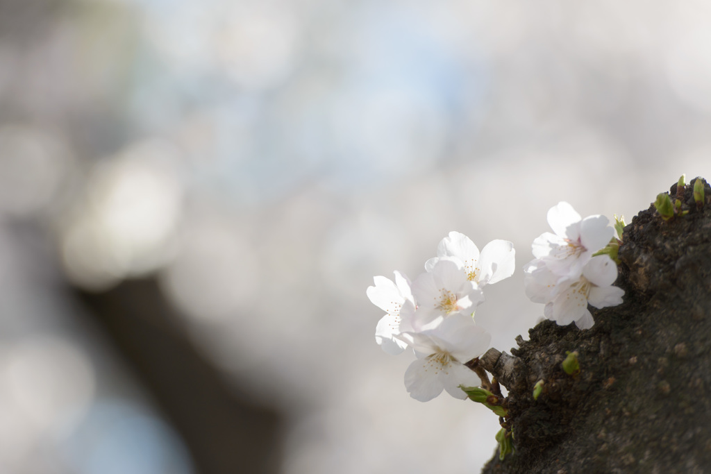 もうすぐ春ですね By 菊花 Id 写真共有サイト Photohito