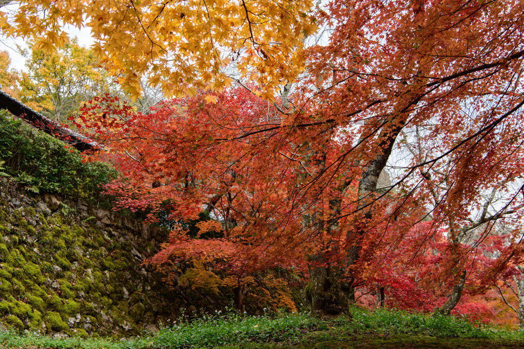 秘密の花園