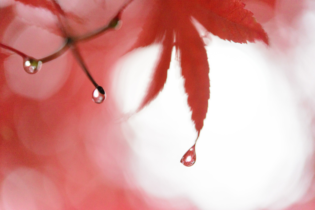 秋に泣く