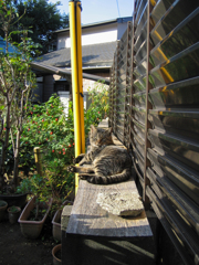 猫の特等席 #07
