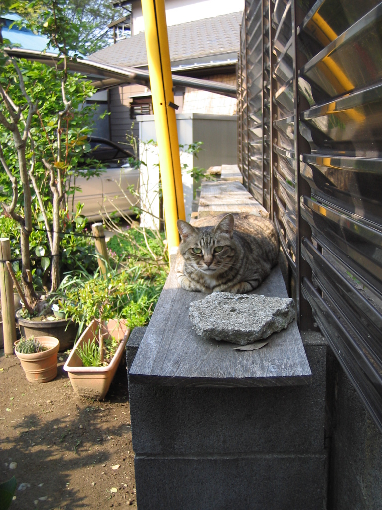 猫の特等席 #02