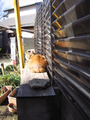 猫の特等席 #01