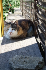 猫の特等席 #05