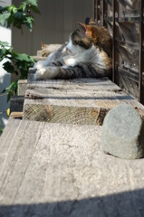 猫の特等席 #03