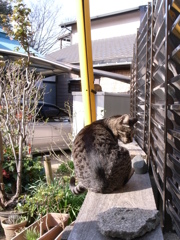 猫の特等席 #04