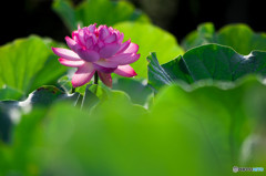 菩