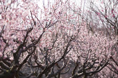 淡