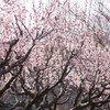 淡