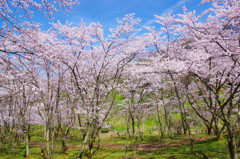 森