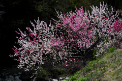 華