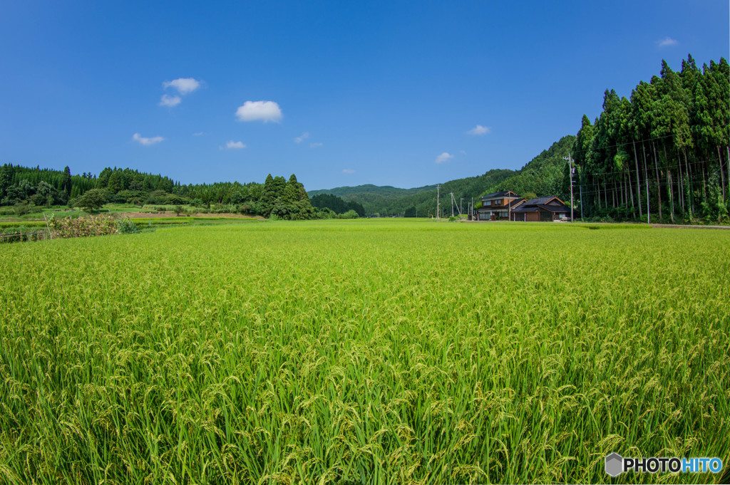 穂