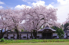 麗