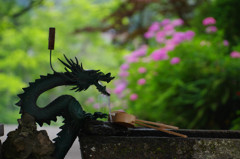 龍