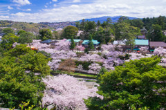 遠