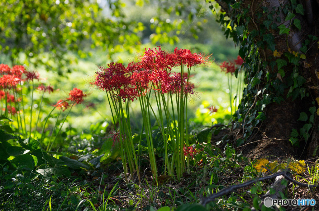 紅