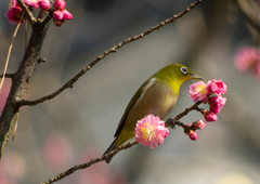 春