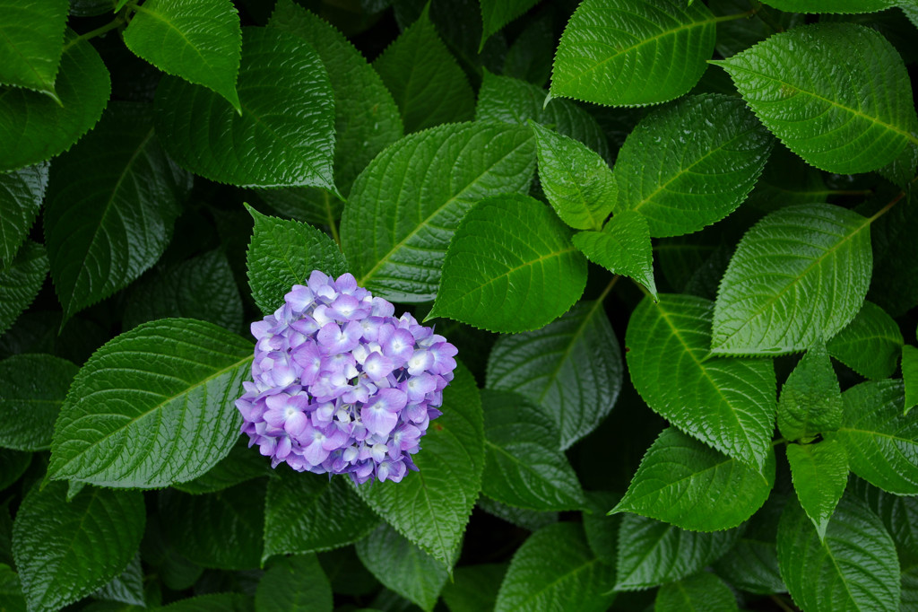紫