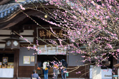梅