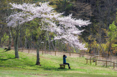桜