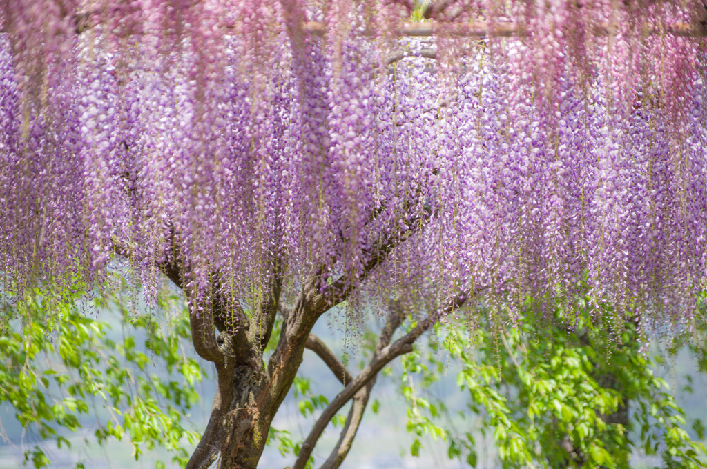 風