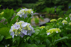 淡