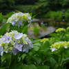 淡
