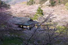 里