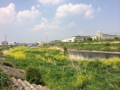 春の鶴見川