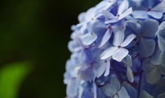 紫陽花 3