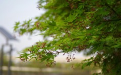 春の緑色Ⅲ