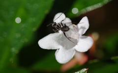 公園の白い花 7